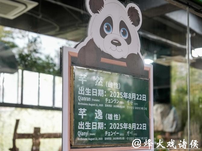 滑滑梯、喝盆盆奶……上海野生动物园官宣:沪产熊猫龙凤胎春节将与游客见面 滑滑梯、喝盆盆奶……上海野生动物园官宣:沪产熊猫龙凤胎春节将与游客见面