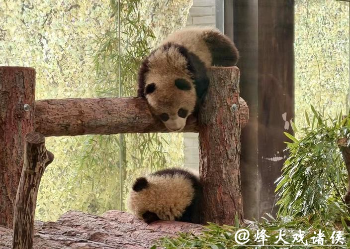 滑滑梯、喝盆盆奶……上海野生动物园官宣:沪产熊猫龙凤胎春节将与游客见面 滑滑梯、喝盆盆奶……上海野生动物园官宣:沪产熊猫龙凤胎春节将与游客见面