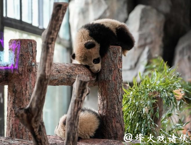滑滑梯、喝盆盆奶……上海野生动物园官宣:沪产熊猫龙凤胎春节将与游客见面 滑滑梯、喝盆盆奶……上海野生动物园官宣:沪产熊猫龙凤胎春节将与游客见面